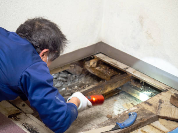 Best Professional Mold Removal  in Poquonock Bridge, CT