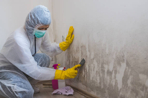 Mold Removal and Inspection in Poquonock Bridge, CT