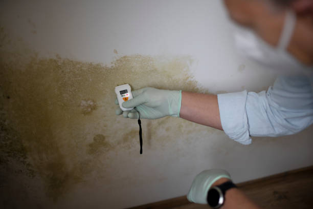 Best Professional Mold Removal  in Poquonock Bridge, CT