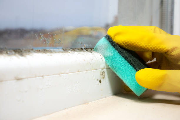 Best Mold Cleaning Services  in Poquonock Bridge, CT