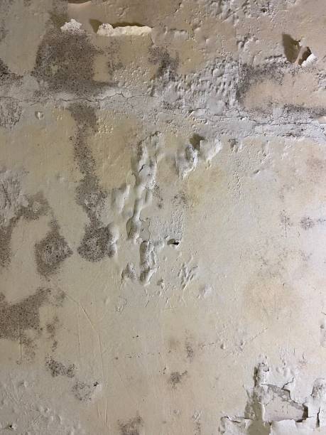 Best Commercial Mold Removal  in Poquonock Bridge, CT
