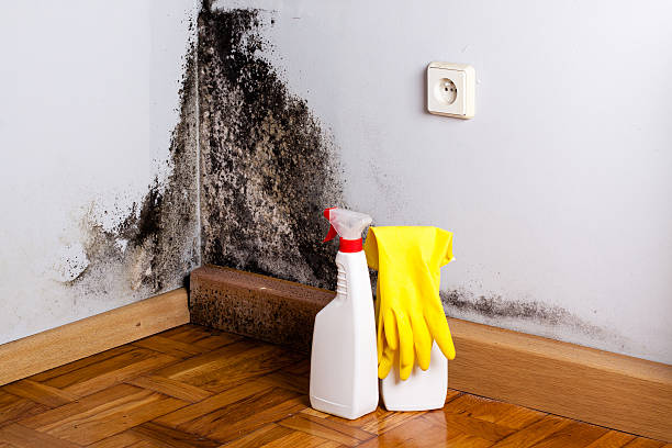 Certified Mold Removal in Poquonock Bridge, CT
